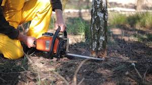 Trusted Winchester, IL Tree Removal and Landscaping Services Experts